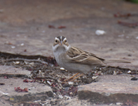 Clay colored Sparrow 7421